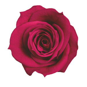 �y�v���U�z�t���[���G�o�[/�X�v���[���[�Y/1��/8��/�t���[�V���s���N/FL070-58