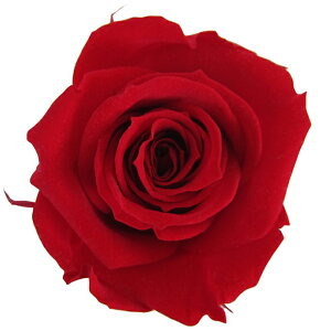 �y�v���U�z�t���[���G�o�[/�X�v���[���[�Y/1��/8��/�`�F���[���b�h/FL070-05