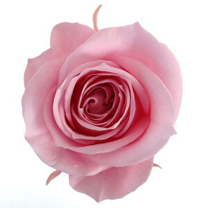 �y�v���U�z�t���[���G�o�[/�X�v���[���[�Y/1��/8��/�x�C�r�[�s���N/FL070-07