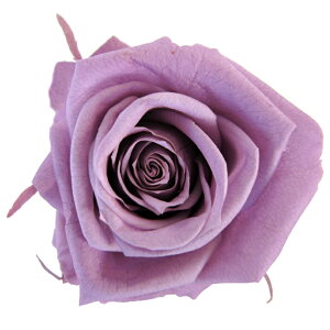 �y�v���U�z�t���[���G�o�[/�X�v���[���[�Y/1��/8��/���x���_�[/FL070-14