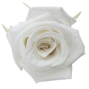 �y�v���U�z�t���[���G�o�[/�X�^���_�[�h���[�Y/1��/6��/�p�[���z���C�g/FL0100-01