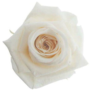 �y�v���U�z�t���[���G�o�[/�X�^���_�[�h���[�Y/1��/6��/�p���i�R�b�^/FL0100-46