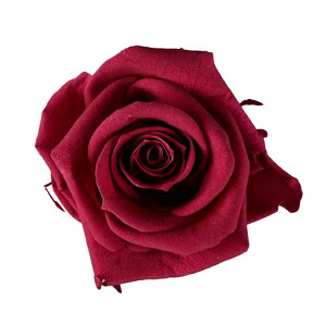 �y�v���U�z�t���[���G�o�[/�X�^���_�[�h���[�Y/1��/6��/�J�[�f�B�i��/FL0100-37