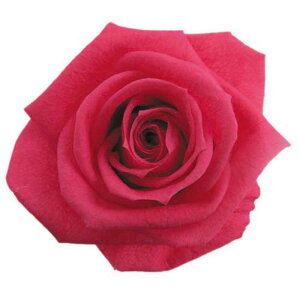 �y�v���U�z�t���[���G�o�[/�X�^���_�[�h���[�Y/1��/6��/�z�b�g�s���N/FL0100-08
