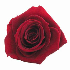 �y�v���U�z�t���[���G�o�[/�X�^���_�[�h���[�Y/1��/6��/���C��/FL0100-10