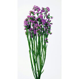 楽天市場 スターチス ピンクの通販