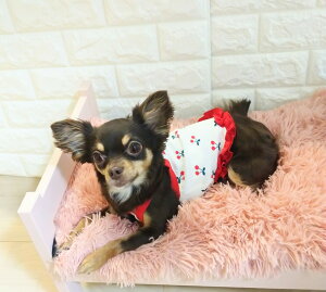 @@̕@^@hbOEGAgbvX@Bi@L~\[@Red