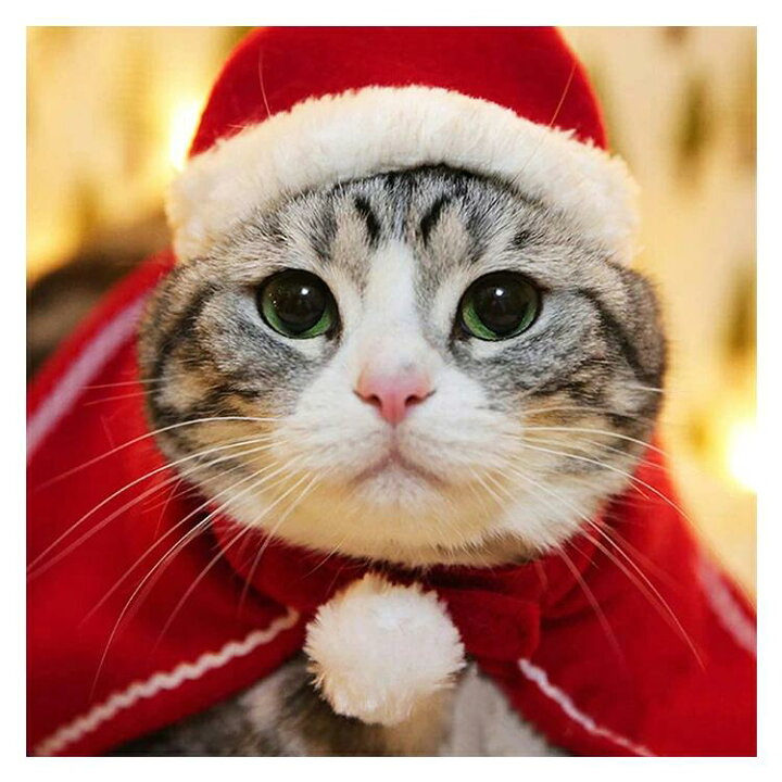楽天市場 クーポン利用で30 Off クリスマス 衣装 犬 猫 服 ペット服 サンタ トナカイ コスプレ ドッグウェア キャットウェア ねこ 犬の服 猫の洋服 冬 可愛い かわいい おしゃれ 帽子付き 小型 中型 散歩 コスチューム 着ぐるみ 犬服 猫服 犬用品 猫用品 仮装 変装