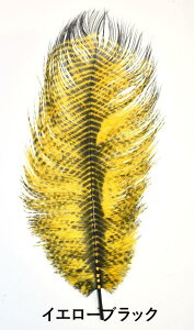 CANAL Li@[uI[Xgb`@ZEBRA@OSTRICH