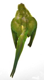 CANAL キャナル　インディアンローズネックドパラキート　Indian　Rose-necked　Parakeet
