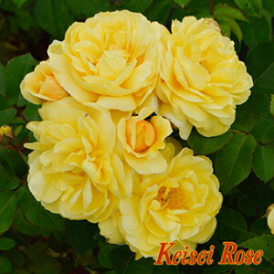 X}Cnj[[Y^܂̃v[@yoz2022NVi!!@݂͂̂悤ȑN₩ȔZF̂Ԃ͑ސFɂA[ɂ炢ĉ؂₩ł ϕaɂDĂ