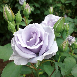 IfB[iyT[YzKN̒łł݂̂ïłRpNgȊł܂Ƃ܂ǂ炵܂BlG炫 ؗ o [Y K[fjO