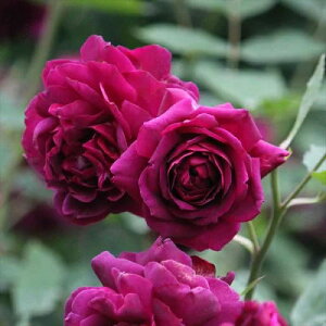 ^i܂jyT[Yz݂ӂލԐFŁAJԌɃu[COČȃCp[vɕω܂AS҂ɂiłlG炫 鐫 o [