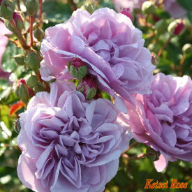 レイニー　ブルー【京成バラ園】やさしい藤色の花を咲かせる品種です丈夫で育てやすくベランダなどでのプランター栽培にも適しています。大苗　クライミングローズ（つるバラ）【予約販売】2024年10月下旬出荷予定