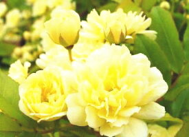 楽天市場 モッコウバラ 苗物 ガーデニング 農業 花 ガーデン Diyの通販