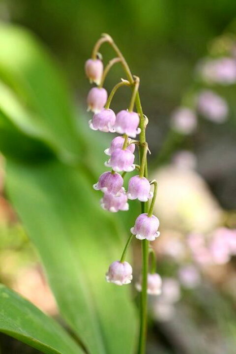 楽天市場 ドイツスズラン ピンク 初夏を感じる涼しげなお花 お庭が明るくなるピンク色のすずらん１です ドイツスズラン ピンク 3号鉢 ファーム フローラル