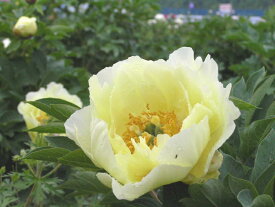 シャクヤク珍しい、黄色の花色です。華やかな黄色がお庭を明るくしてくれます♪高級シャクヤク　オリエンタルゴールド　4号ポット　【芍薬】