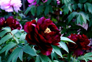 O@ cÖ@ÎgFɍׂւfd炫􂻂̖̂ƂAd̂ԎpO cÖ@yԌn{^z yNcz