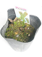 アスパラガス苗耐寒性強く、日陰でもよく成長する強健種です★一度植え付ければ5〜10年収穫できるお得な…