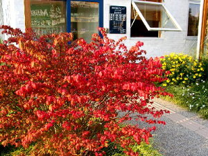 jVLM@RpN^@@3|bgEOgt̂ЂƂłRpN^␫iȂ̂ŃRpNgɗ}܂jVLM@RpN^@3|bg