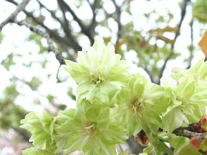 サクラ 種 苗の人気商品 通販 価格比較 価格 Com