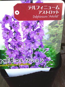 ftBjE̕c@yAXgbgz@֔d炫Ń{[ς@ftBj[̕cyAXgbgz@3|bg@@yhz