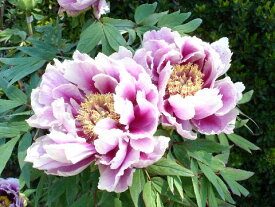 牡丹　笑獅子八重咲きの大輪品種♪藤紅色に白覆輪が入る美しいお花です♪ボタン 笑獅子　4.5号