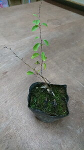 N}iM̕c@3.5|bg_΂AH΁AE}`ɌʁIÂ犿AԖƂĊpĂ؂łIN}iM@3.5|bgyFz