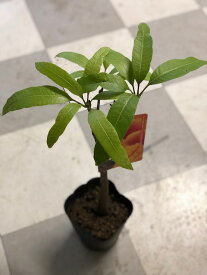 楽天市場 マンゴスチン 苗の通販