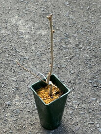 イタリアンヘーゼルナッツの苗【トンダ ジェンティーレ デレ ランゲ】　4号ポット本場イタリアのパティシエが求める最上質の品種です多品種に比べて油分が少なく低脂肪でヘルシー！メリクロン2年生苗　果樹苗 西洋ハシバミ