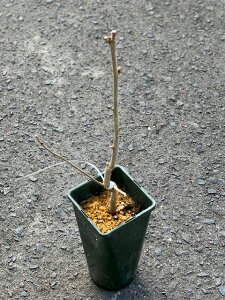 C^Aw[[ibc̕cyg_ WFeB[ f Qz@4|bg{C^ÃpeBVG߂ŏ㎿̕iłiɔׂĖȂᎉbŃwV[I