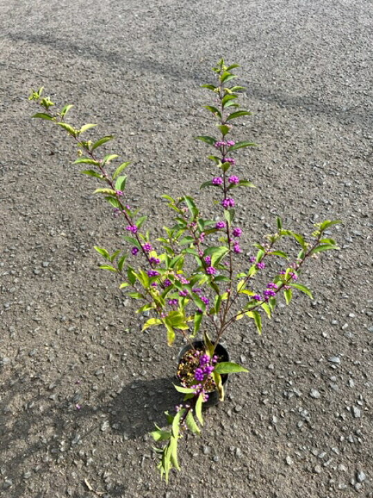 楽天市場 ムラサキシキブ コムラサキ ４号ポット苗紫色の実がお庭に彩を与えてくれます 耐寒 耐暑性に優れた育てやすい植物です紫式部 実紫 コムラサキ 落葉低木 庭木 ガーデニング ファーム フローラル
