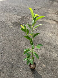 深山含笑（ミヤマガンショウ）の苗　4.5号ポット香り豊かな大輪の白いお花を楽しめます！常緑でシンボルツリーや記念樹にも向きますオガタマノキ ミケリア カラタネオガタマ モクレン科 常緑中高木 庭木 シンボルツリー 記念樹