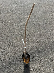 `̕cyPiЂ߁jz4|bgɊ!ōx23`26x̊SÊ`!ʂȂʔɍ_邽ߐYpł͂ȂƒpƂĒڂ𗁂тĂiłIωʏd160`200g