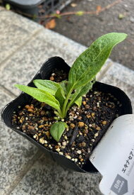 エキナセア【パリダ】3号ポット背の高い原種のエキナセアです細い花弁が傘のように垂れ下がる、野趣に富んだ花姿です宿根草 ガーデニング 園芸