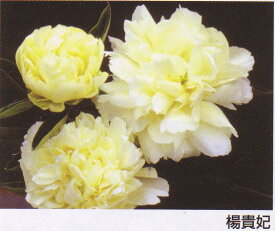 シャクヤクその名のごとく、美しい黄色のお花です華やかに咲き誇る花姿は何とも言えません♪高級シャクヤク　　楊貴妃 4号ポット　【芍薬】