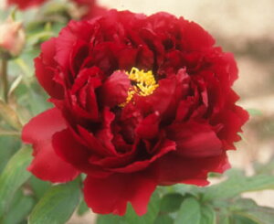 O@@ɋ߂A[g̉ԐFł؂ɍ炭ւA₩ȉԎpO @yNczyԌn{^z