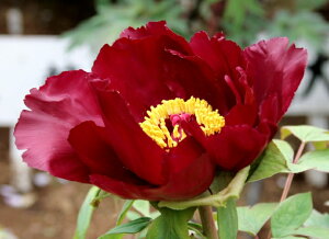 牡丹 苗の人気商品 通販 価格比較 価格 Com