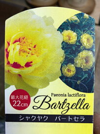 楽天市場 芍薬 ポットの通販
