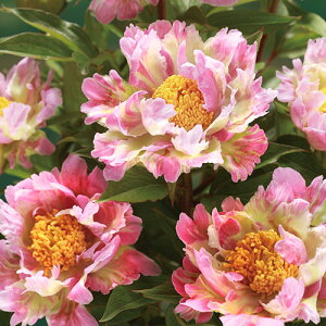 シャクヤク ピンク 苗の人気商品 通販 価格比較 価格 Com シャクヤク ピンク 苗の人気商品 通販 価格比較 価格 Com