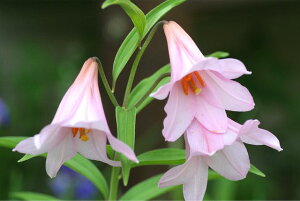 yqTzÂ̒n񂾓F̃@ׂȉԎpłAvȂԂłINX͌ĂMdȕcł@yR쑐z@yIgz