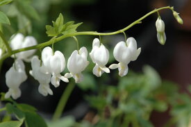 白いハート形のお花がかわいらしい☆さわやかな木陰を演出してくれます！白花タイツリソウ　【山野草】