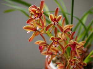 苗 山野草の人気商品 通販 価格比較 価格 Com