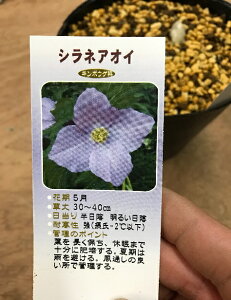 ԃVlAICy1z@@yR쑐z@{ŗL̂ԂłIR쑐̒łlC̐AȎF̂ԂԃVlAICy1z@@yR쑐z