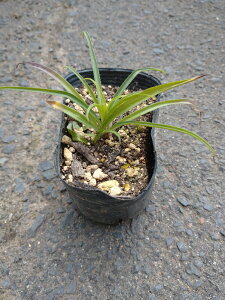 lWoi̕c@2.5|bgc@点ɂԂȉԎp DƂAł˂ԁ@ԁ@R쑐@N