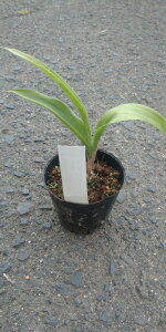 ԁ@nNXCJ@3|bgc@ȏ̂Ԃ炩AłÃOhJo[ɂ߂łXyCTEK[fj[@R쑐@N