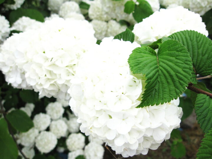 楽天市場 オオテマリ 落葉状態です 白くてボリュームのあるお花がお庭を華やかにしてくれます オオデマリ ビバーナム 落葉状態です ５号ポット ファーム フローラル