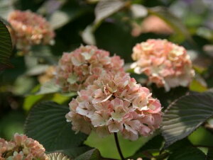 sNIIf}yWF~jzlC̃sNIIf}̐ViIWsN̉Ԃy߂ił@sNIIf}yWF~jz@4|bgyro[iz