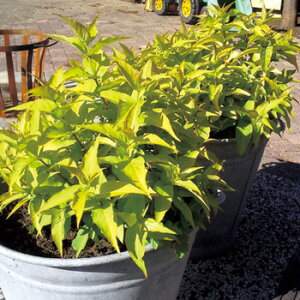 fBGB@nj[r[ĂHɍ炭Ԃ͒~co`ĂԖAƂėDĂ܂IaCQɂA߂ċȐϏϊɗDAĂ₷Ał