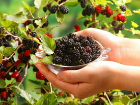 四季成りマルベリー【シャルロットリュス】3.5号ポット　ポリフェノール、ビタミン、カルシウム、鉄分…！桑の実と桑葉は栄養たっぷりの健康植物です！低木タイプで庭植えでも場所を取りません♪果樹苗 家庭菜園　旧名:エンドレスブーケ